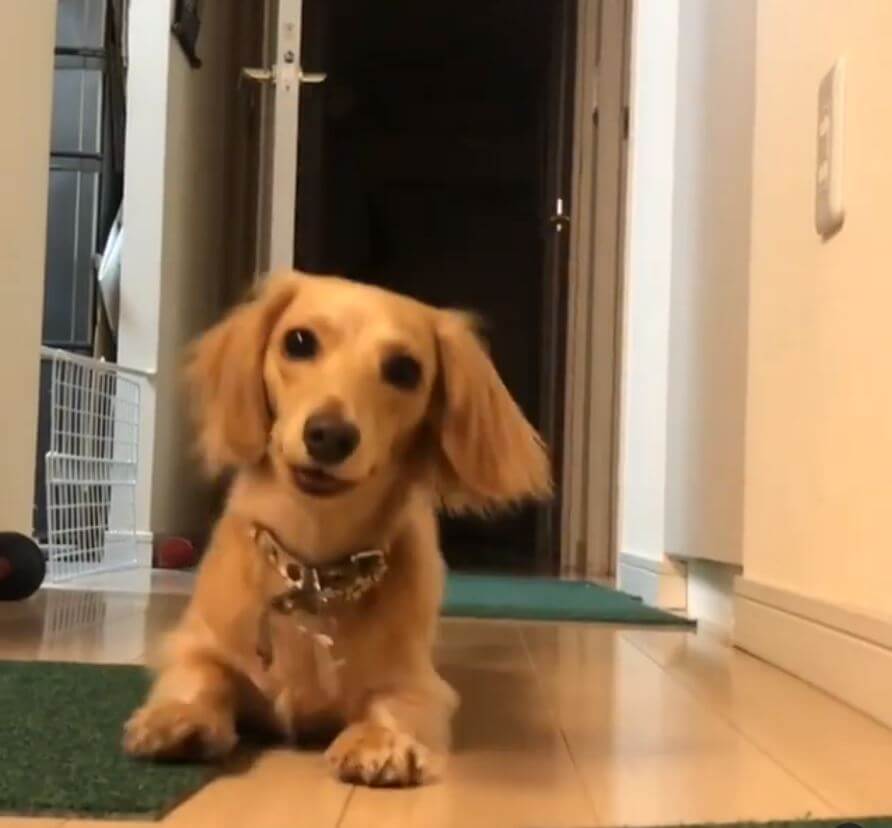 ダックスフンド,動画