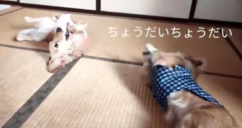 ダックスフンド,動画