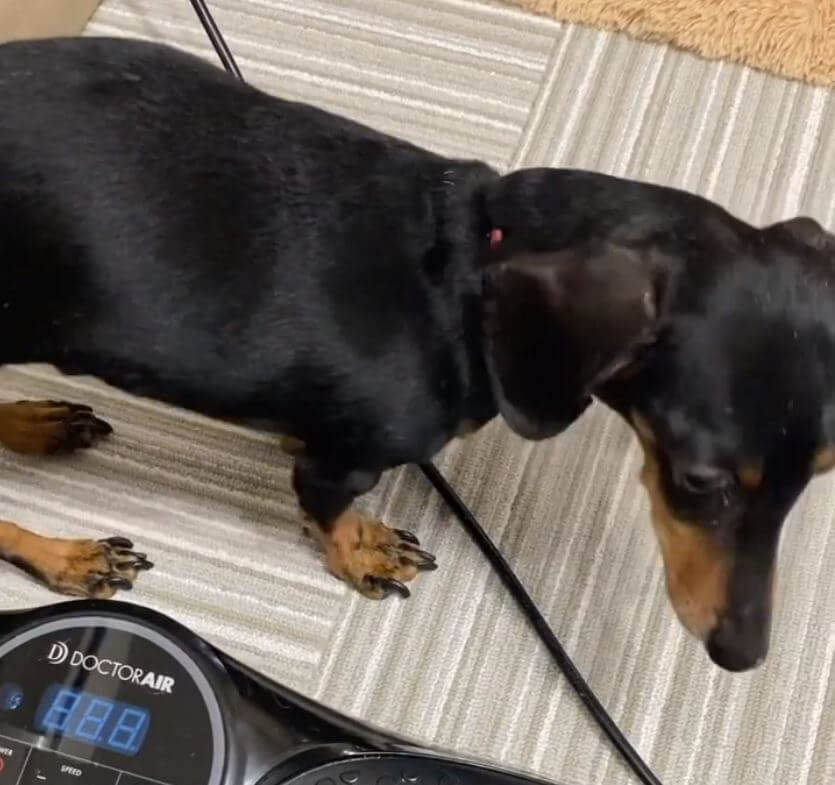 ダックスフンド,動画