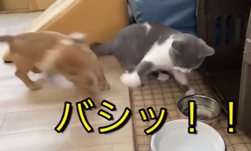 ダックスフンド,動画