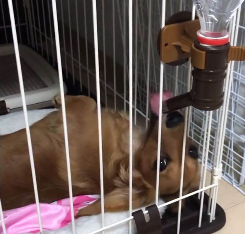 ダックスフンド,動画