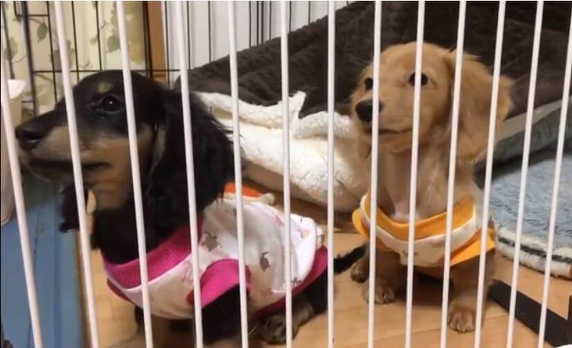 ダックスフンド,動画