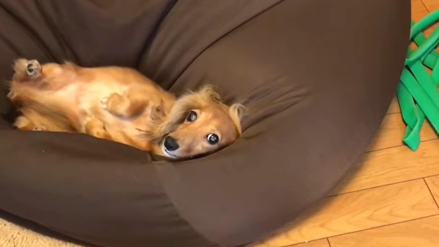 ダックスフンド,動画