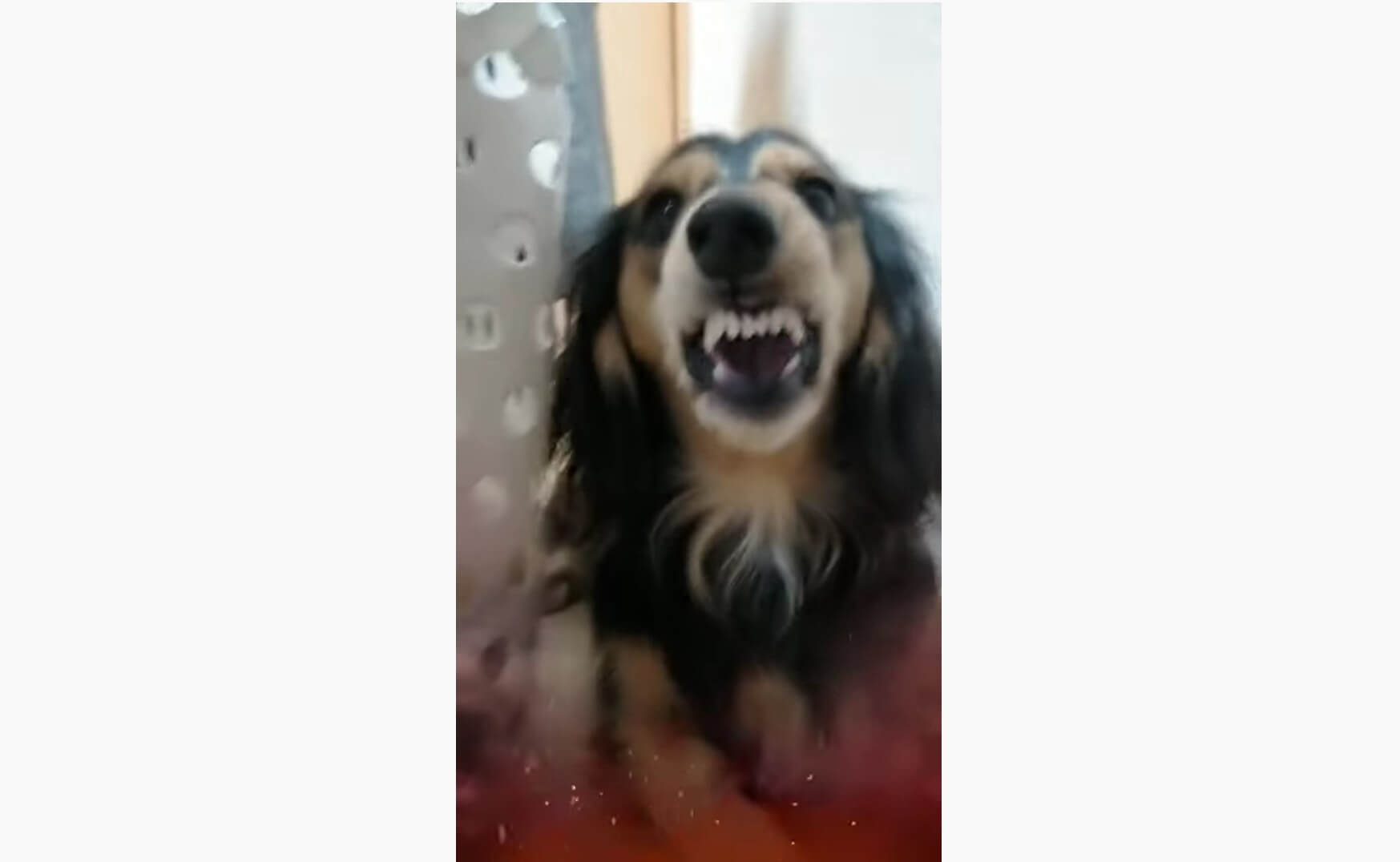 ダックスフンド,動画