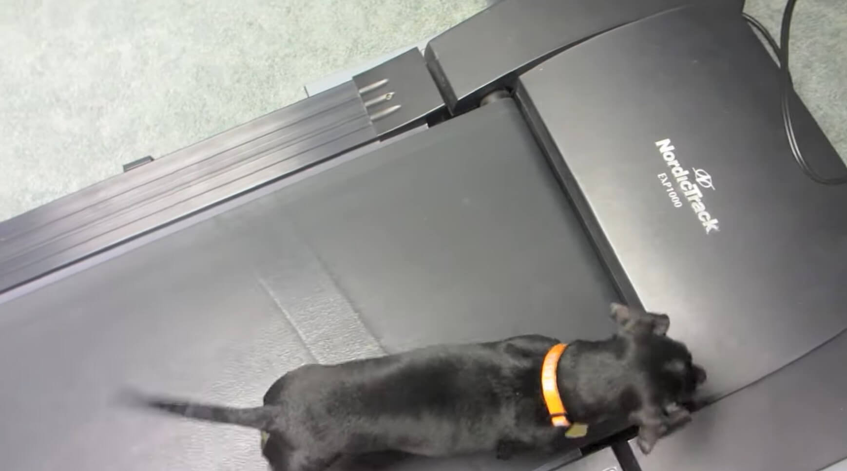 ダックスフンド,動画