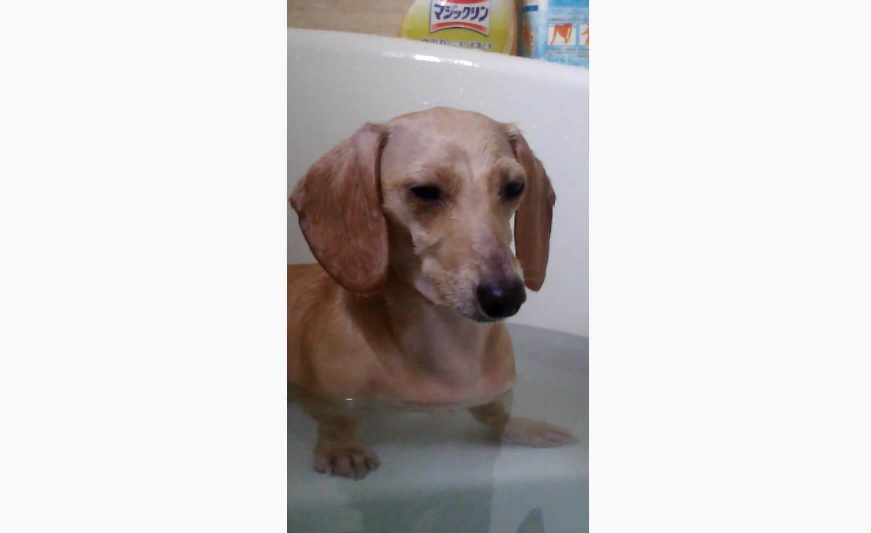 ダックスフンド,動画