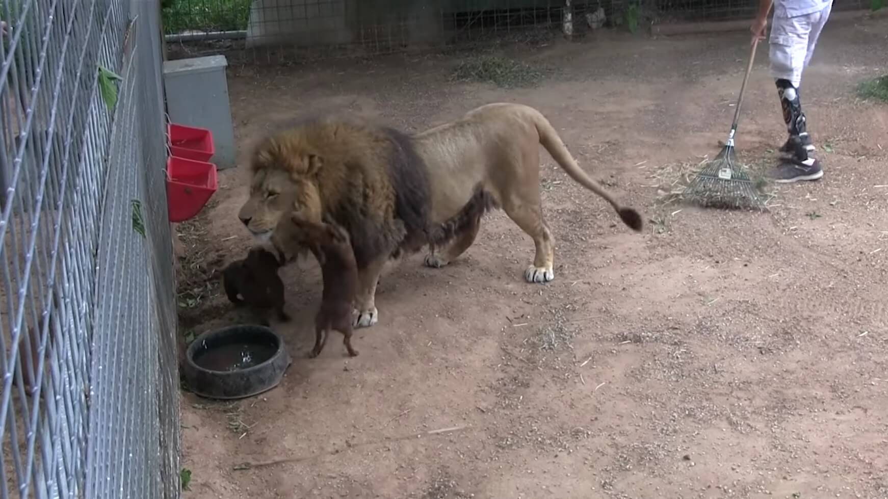 ダックスフンド,動画