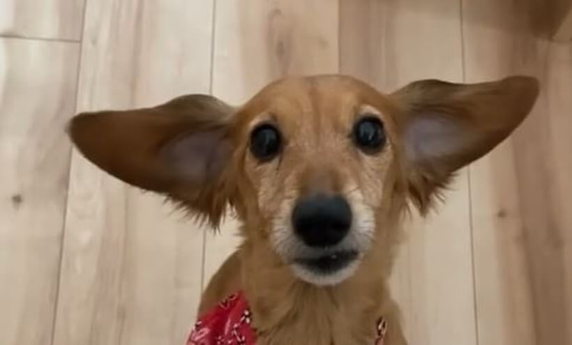 ダックスフンド,動画