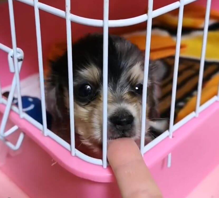 ダックスフンド,動画