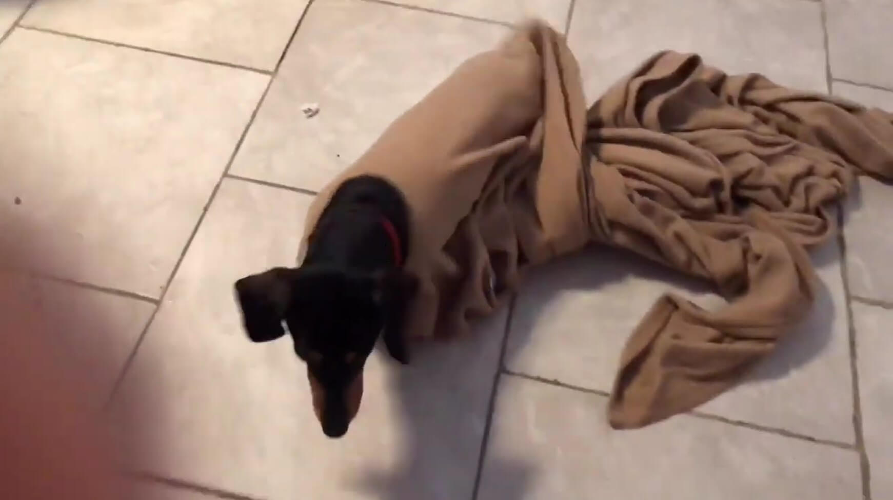 ダックスフンド,動画