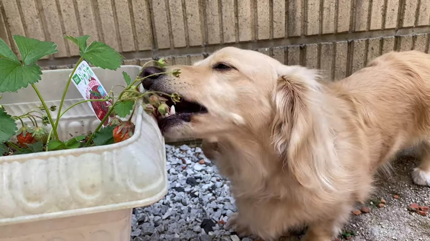 ダックスフンド,動画