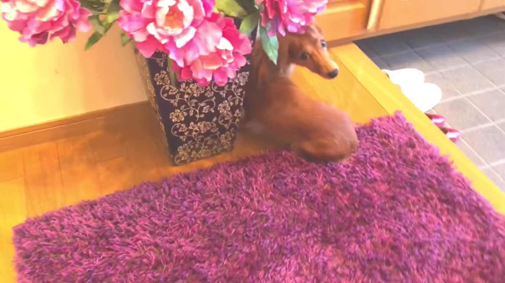 ダックスフンド,動画