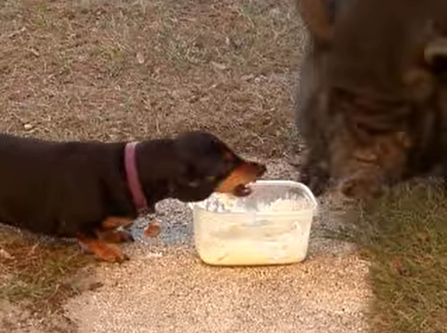 ダックスフンド,動画