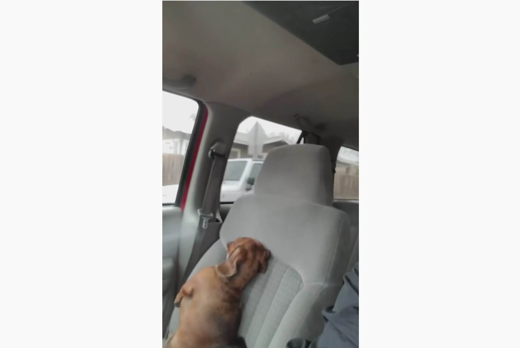 ダックスフンド,動画