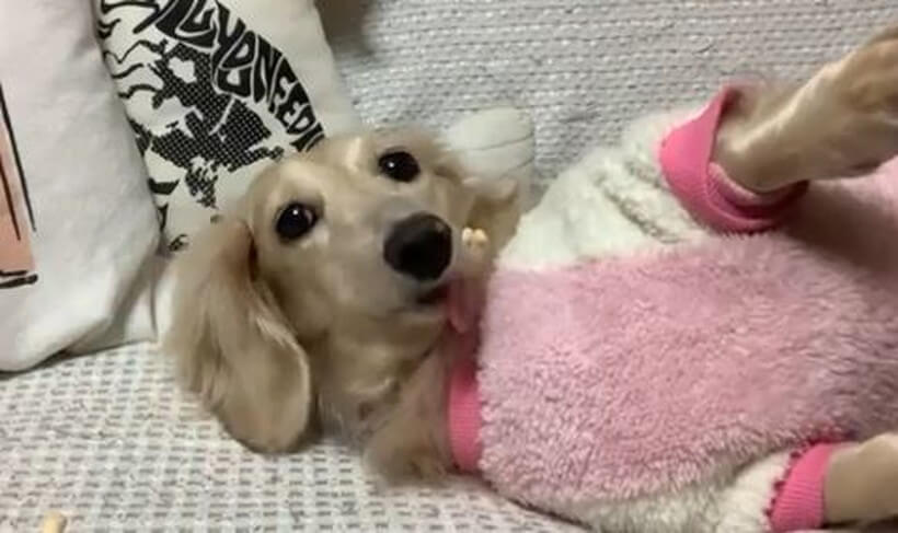 ダックスフンド,動画