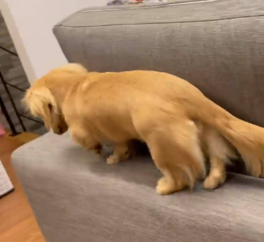 ダックスフンド,動画