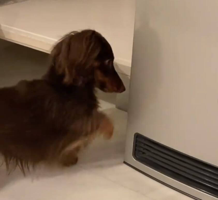 ダックスフンド,動画