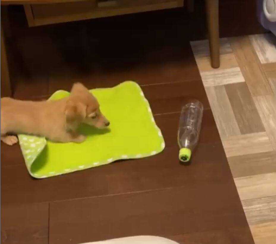 ダックスフンド,動画