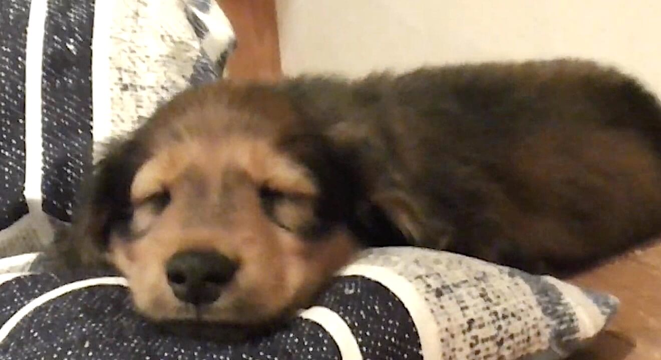 ダックスフンド,動画