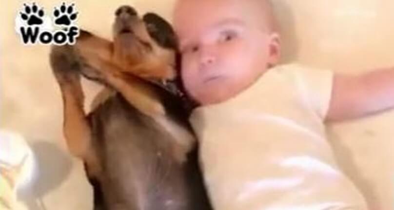 ダックスフンド,動画