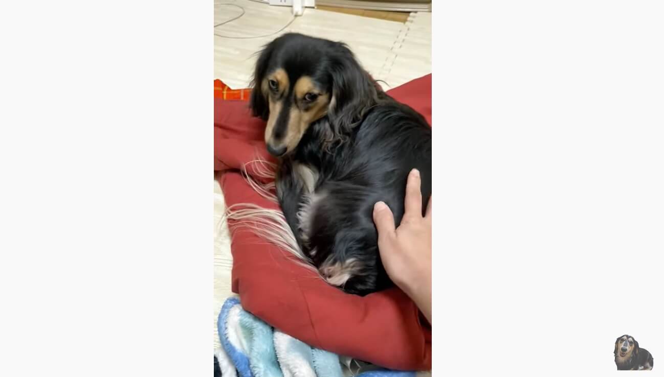 ダックスフンド,動画