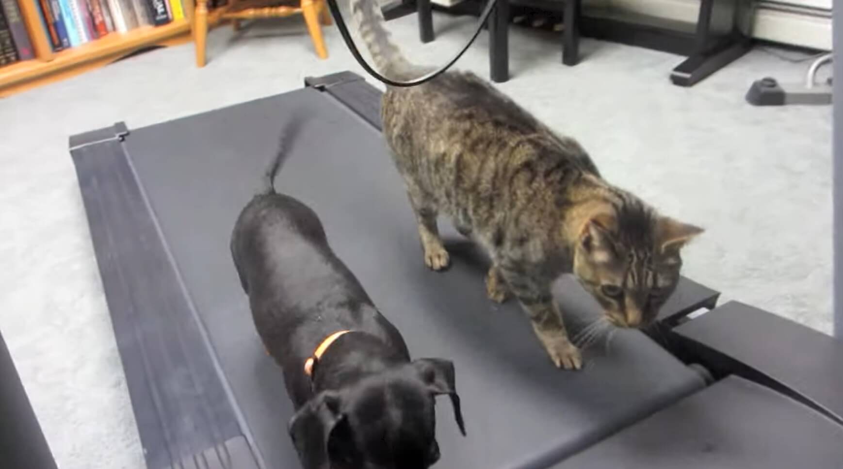 ダックスフンド,動画