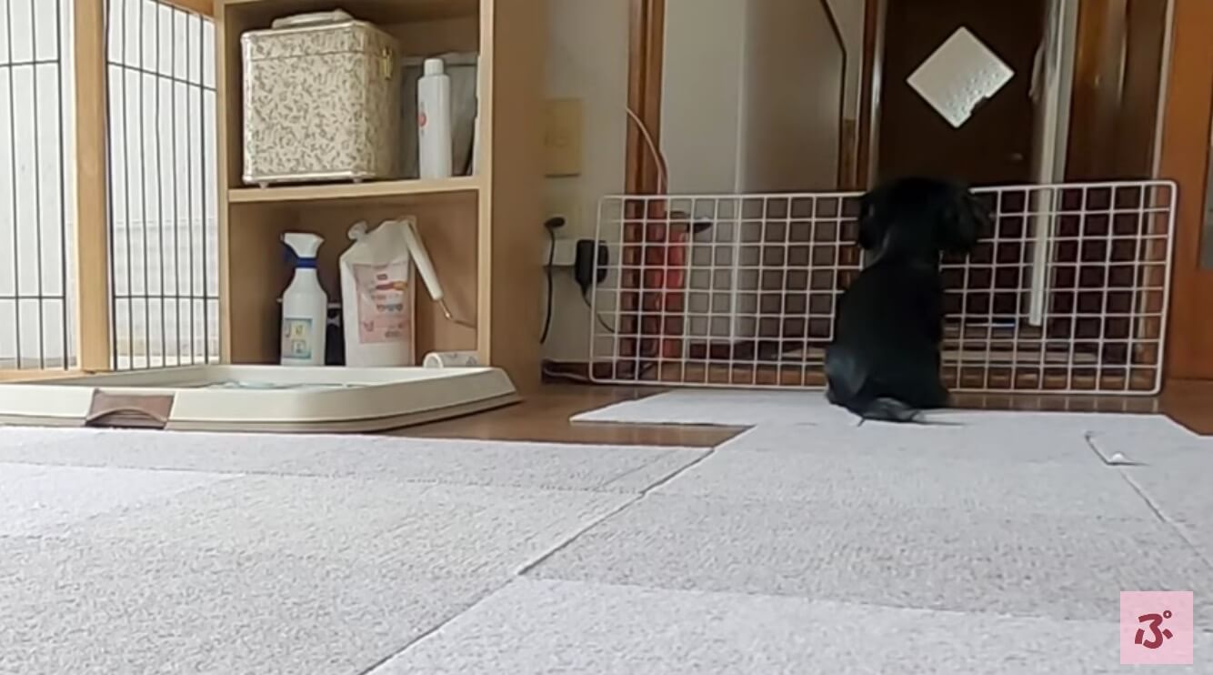 ダックスフンド,動画