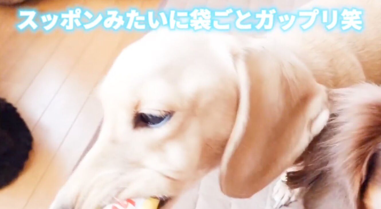 ダックスフンド,動画