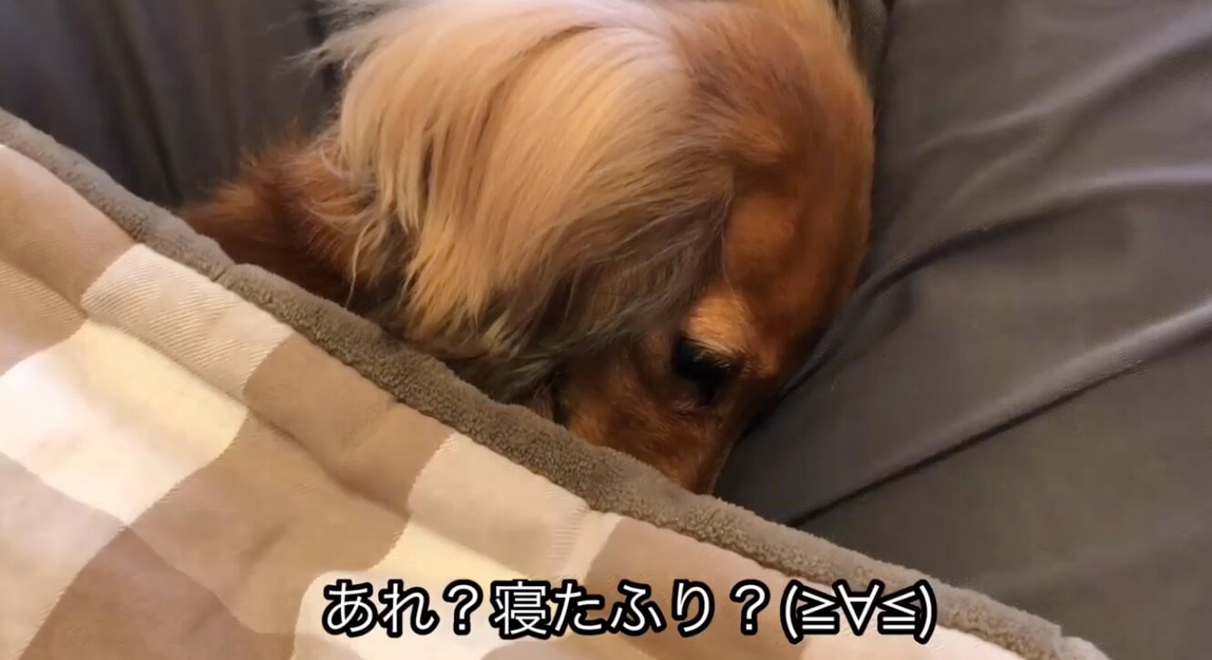 ダックスフンド,動画