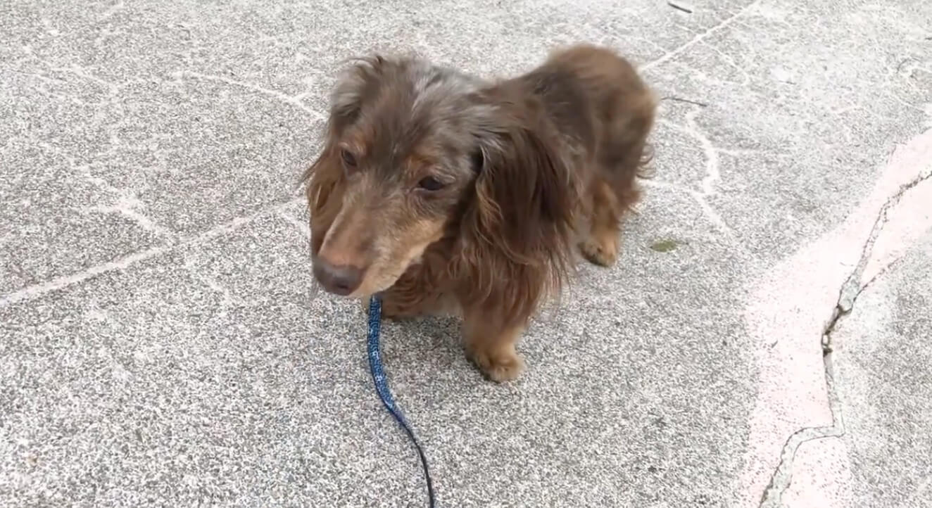 ダックスフンド,動画