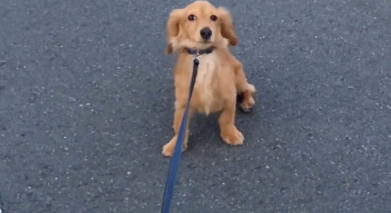 ダックスフンド,動画