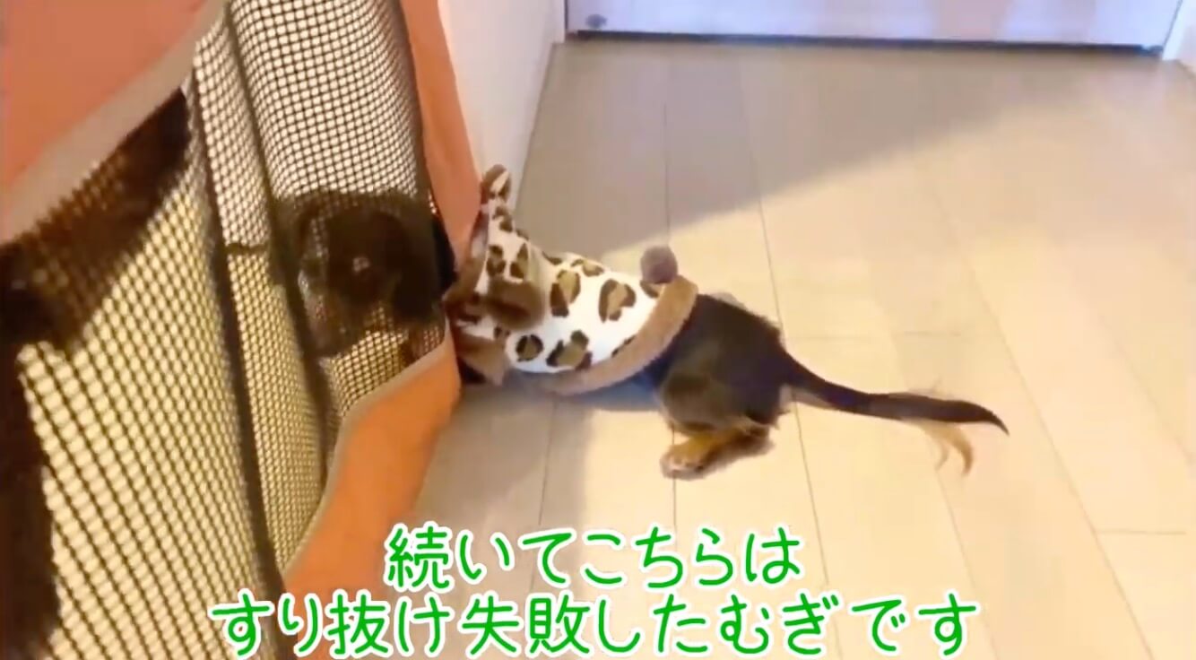 ダックスフンド,動画