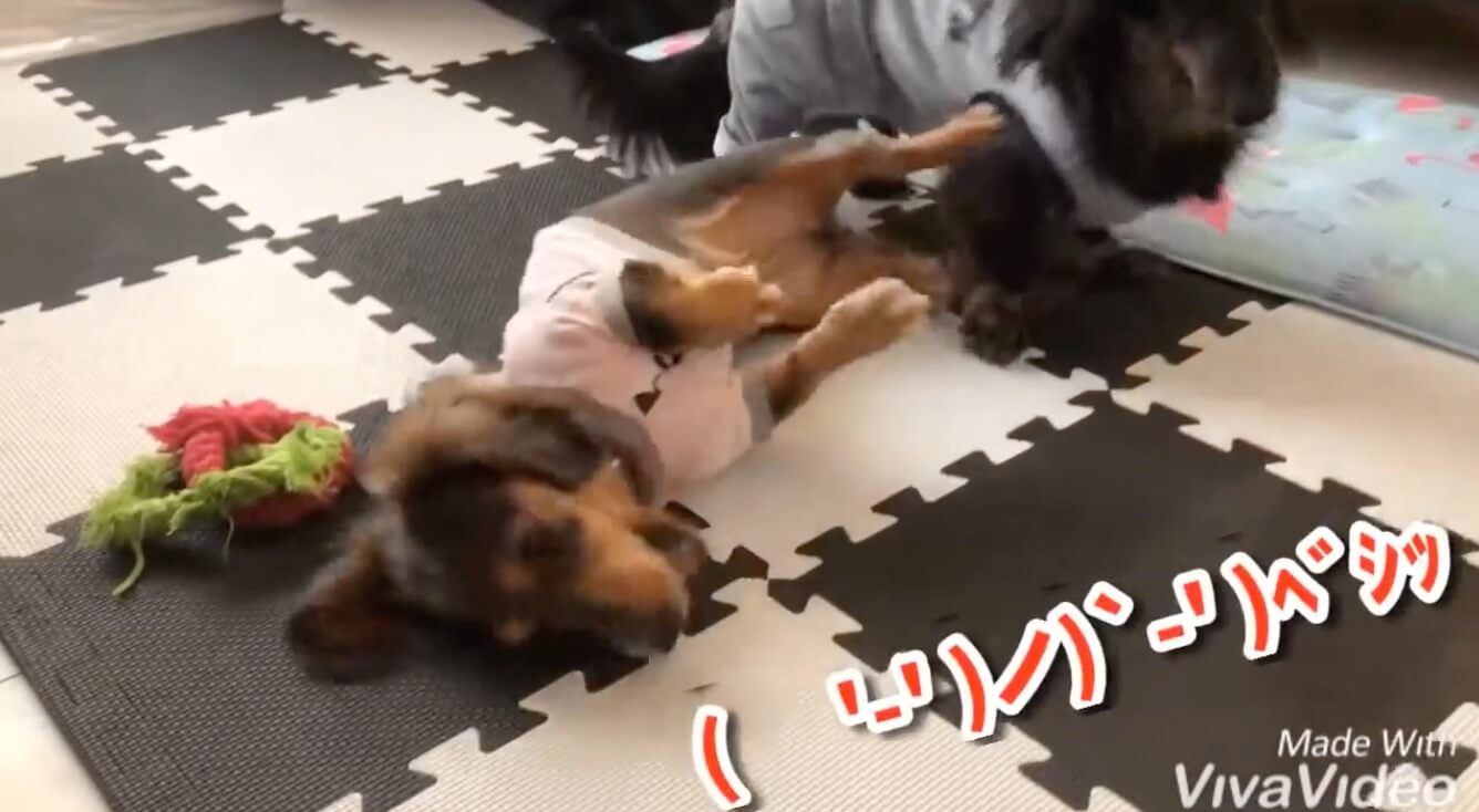 ダックスフンド,動画