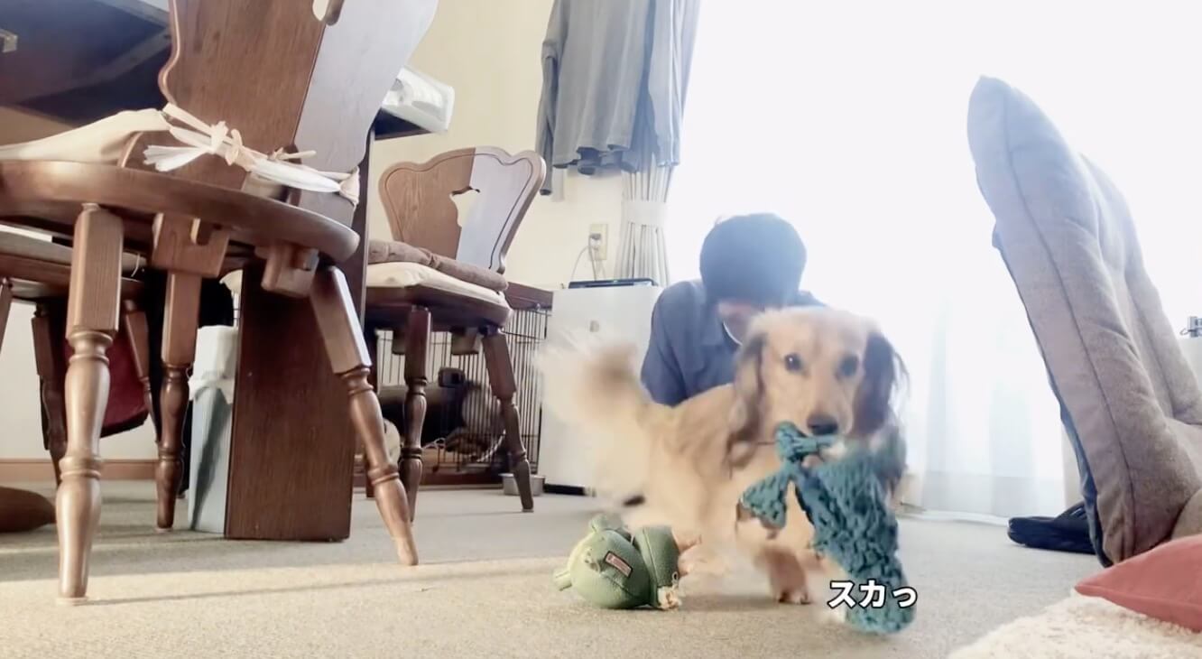 ダックスフンド,動画