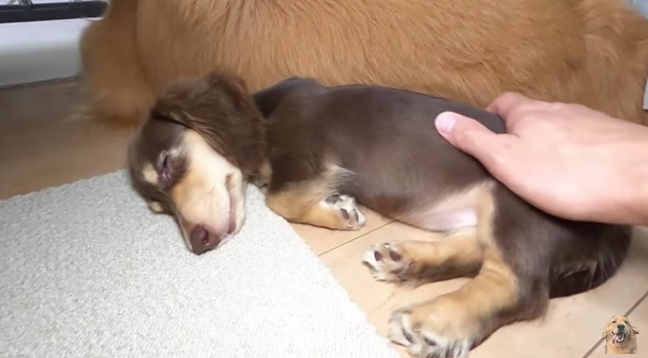 ダックスフンド,動画