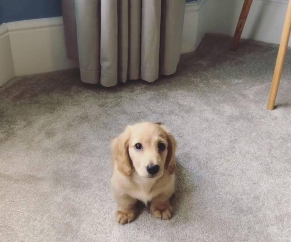 ダックスフンド,動画