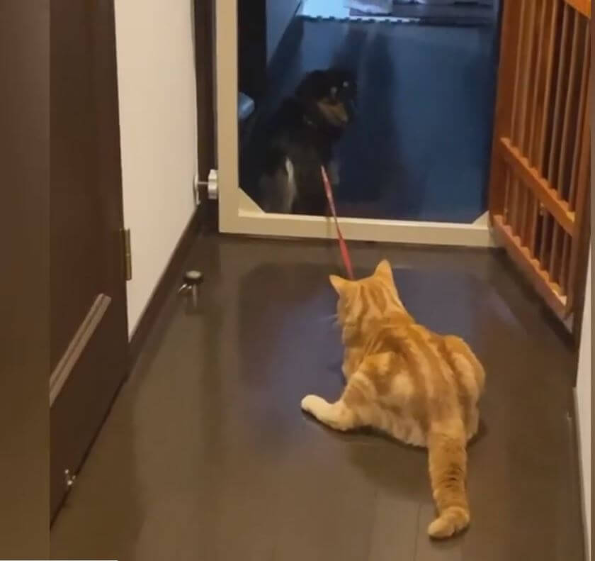 ダックスフンド,動画