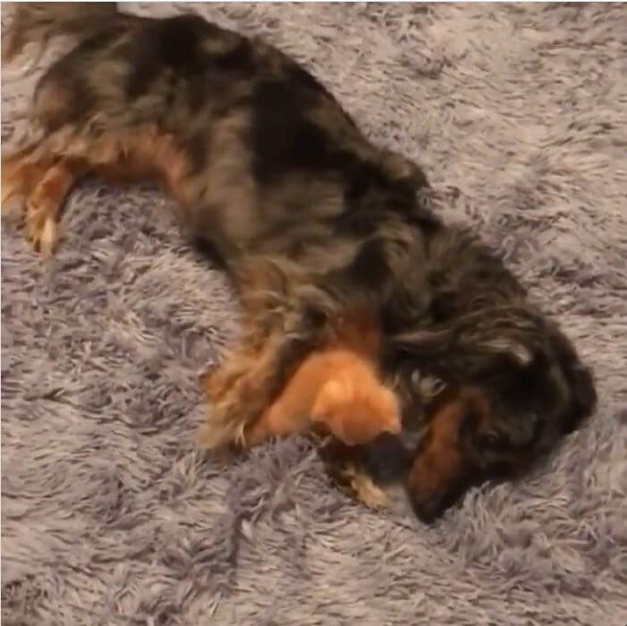 ダックスフンド,動画