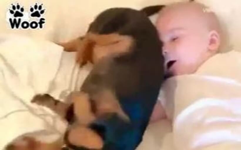 ダックスフンド,動画