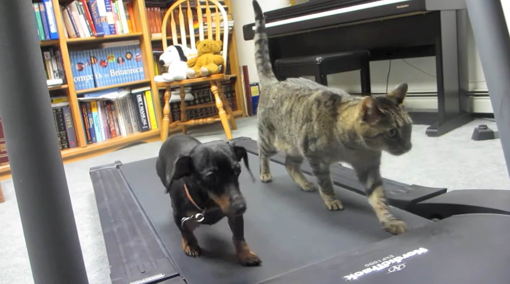 ダックスフンド,動画