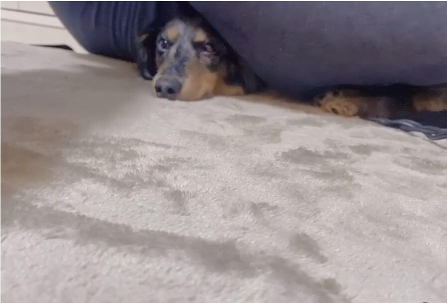 ダックスフンド,動画