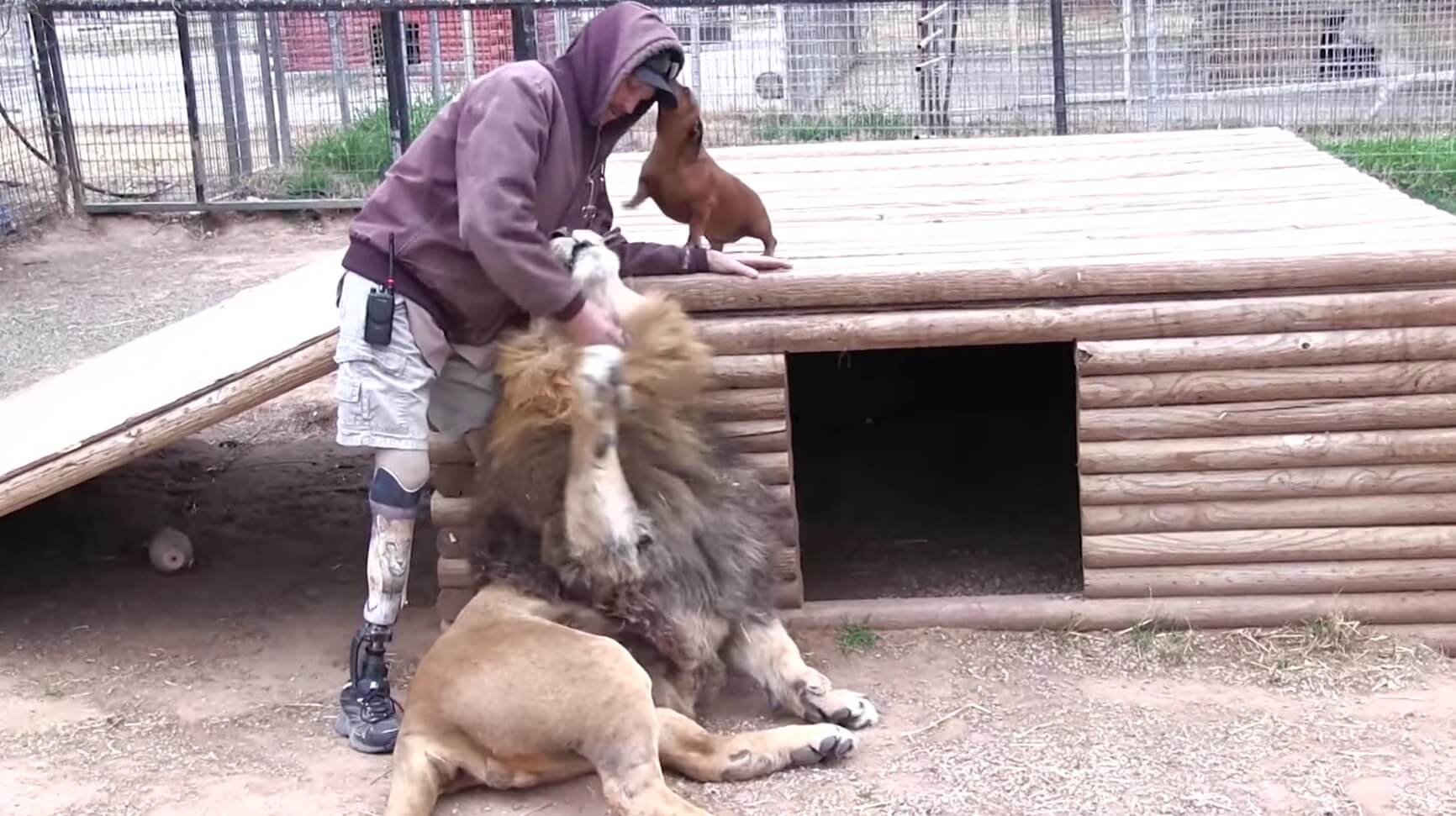 ダックスフンド,動画