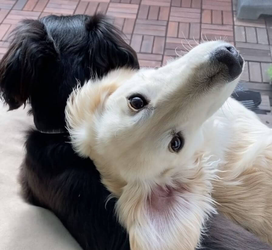 ダックスフンド,動画