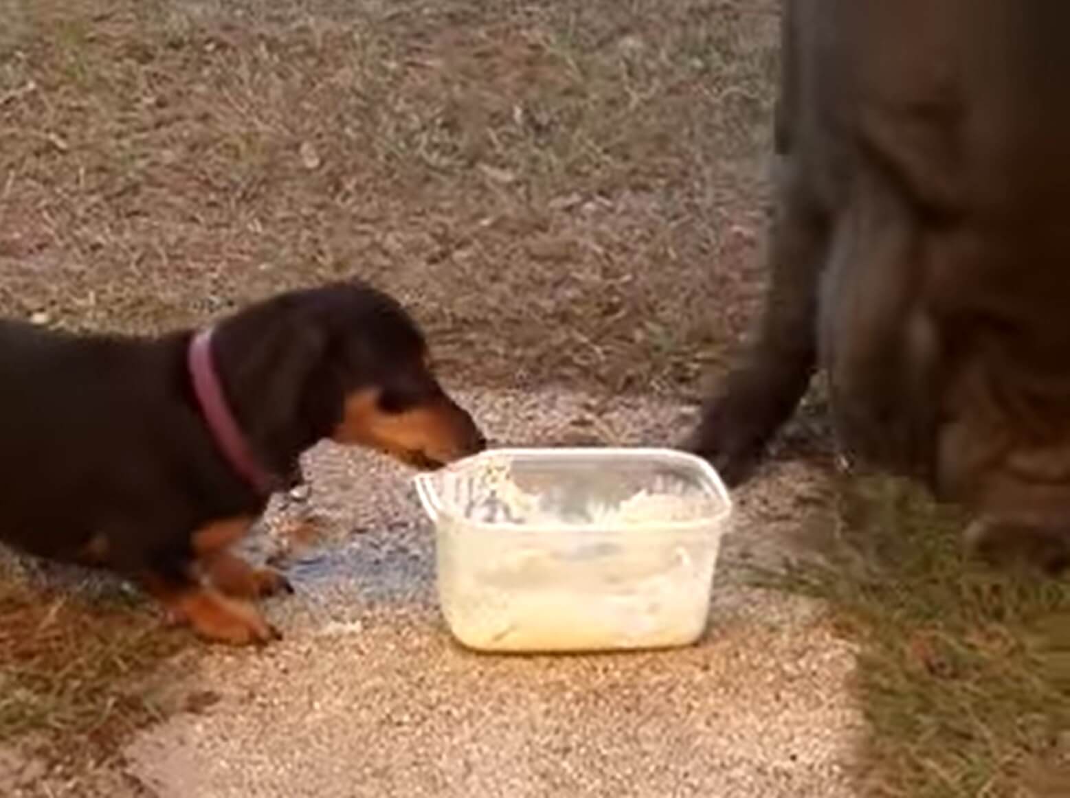 ダックスフンド,動画