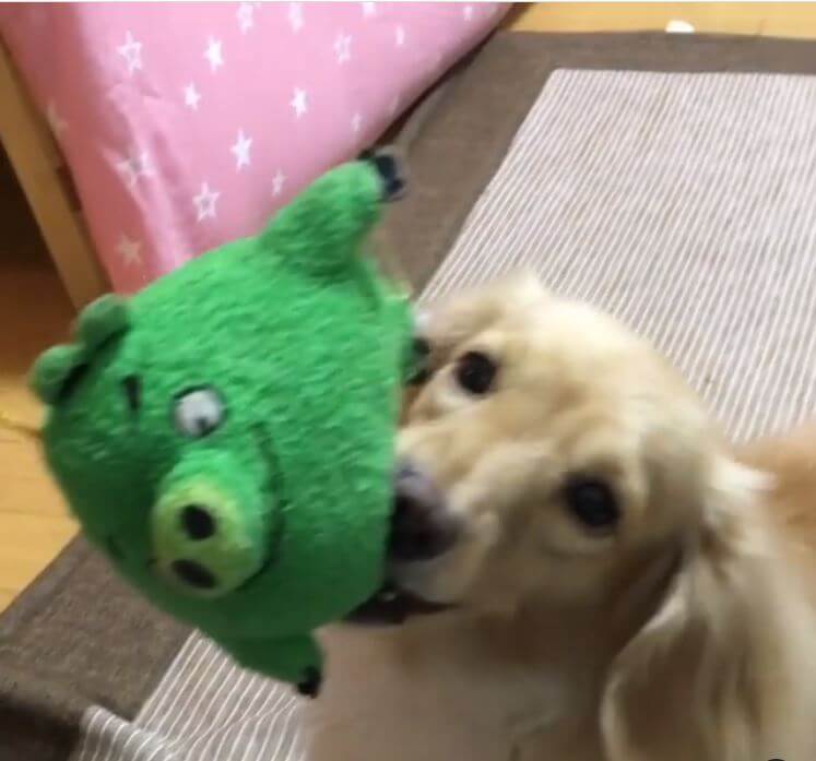 ダックスフンド,動画