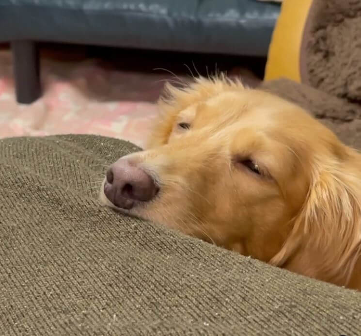 ダックスフンド,動画