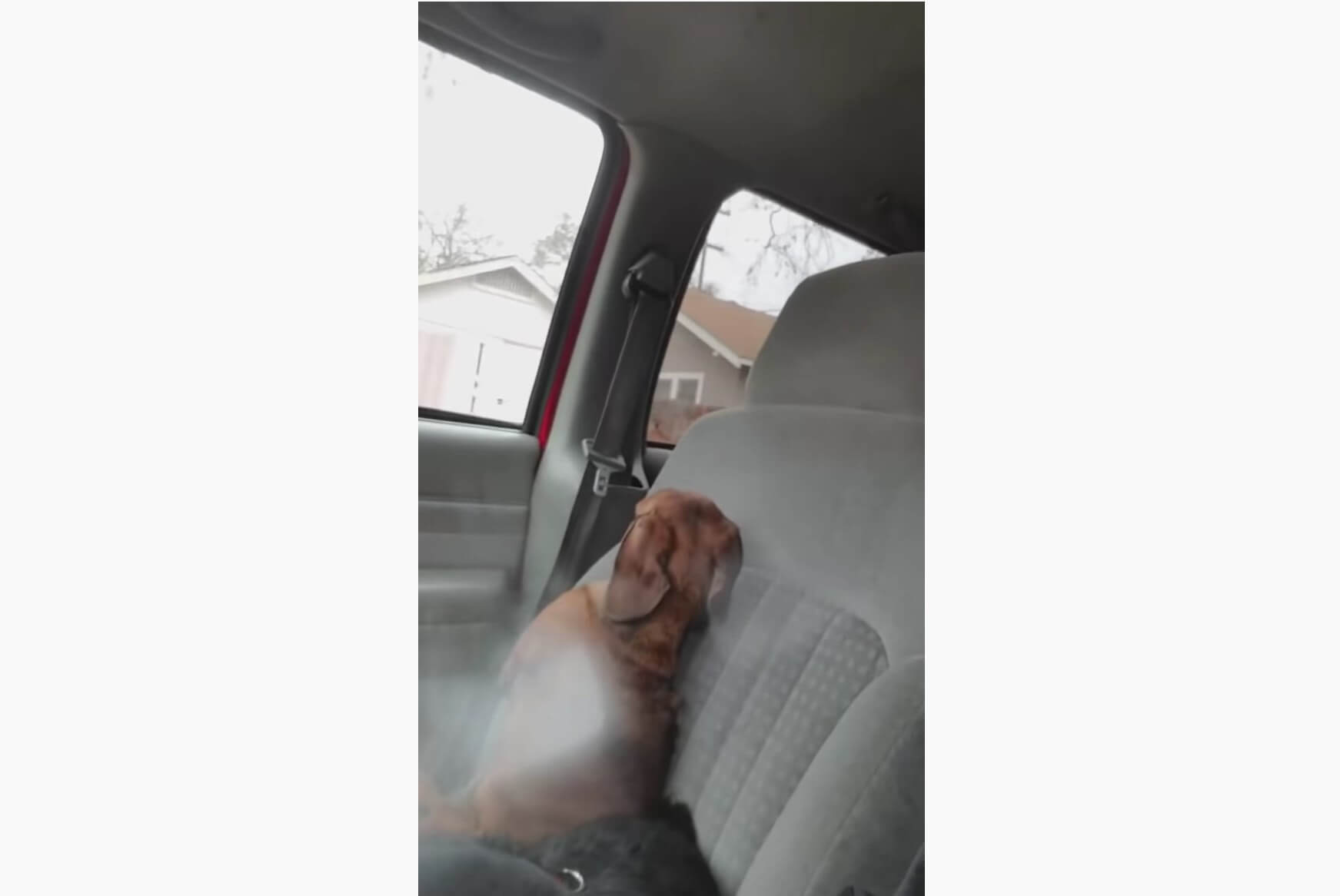 ダックスフンド,動画