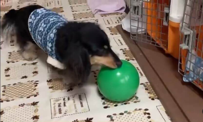 ダックスフンド,動画