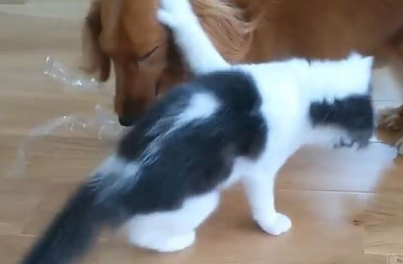 ダックスフンド,動画