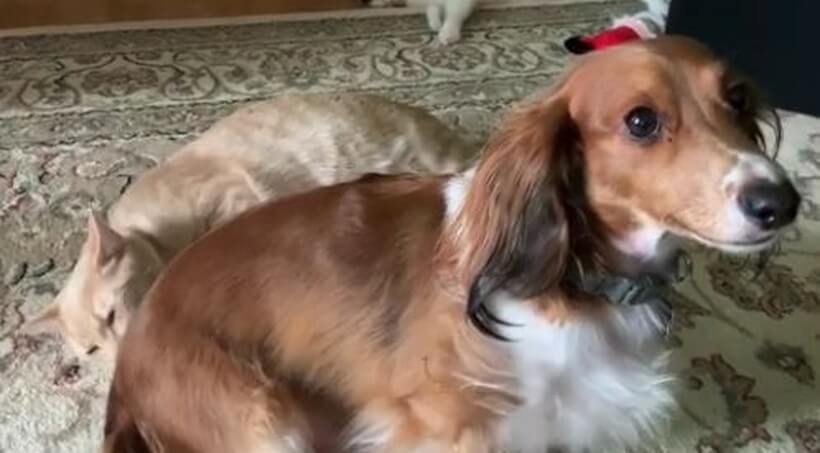 ダックスフンド,動画